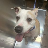 Bloomingdale Animal Hospital ico