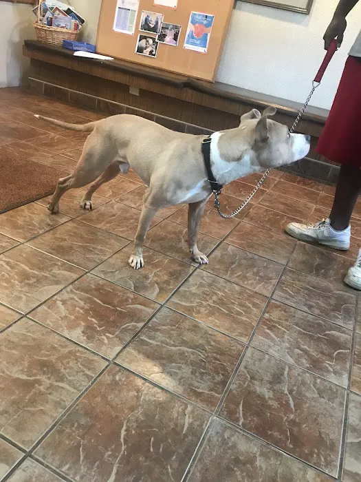 Bloomingdale Animal Hospital Picture 4