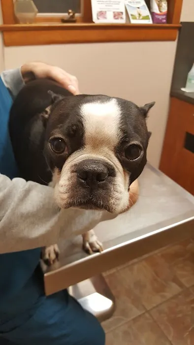 Bloomingdale Animal Hospital Picture 9