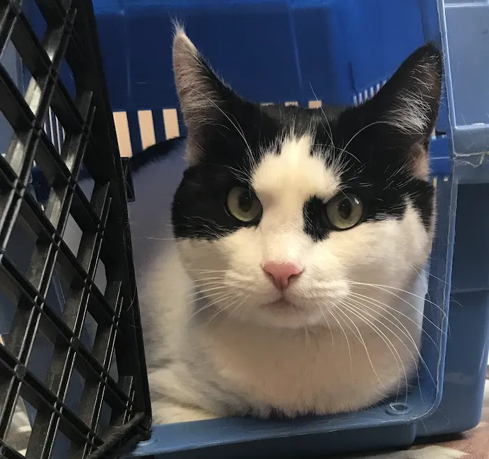 Bloomingdale Animal Hospital Picture 10