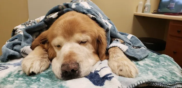 Butler Veterinary Hospital Picture 5