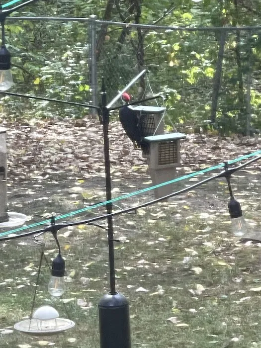 All Seasons Wild Bird Store Picture 3