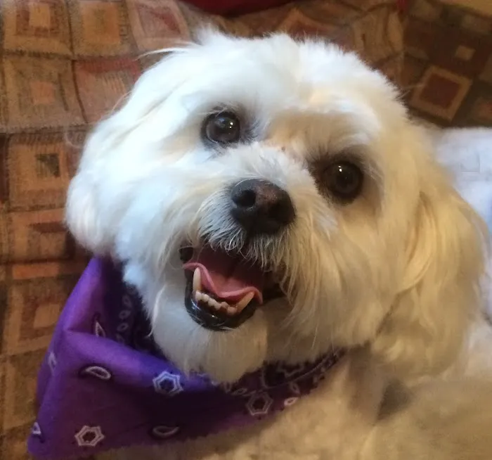 Sova Animal Hospital Picture 1