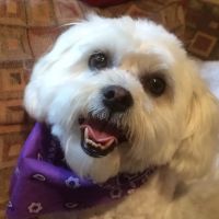 Sova Animal Hospital ico