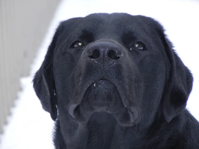 Sova Animal Hospital Picture 3