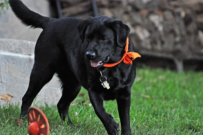 Sova Animal Hospital Picture 5