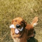 Chuck & Don's Pet Food & Supplies