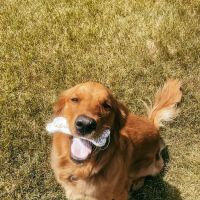Chuck & Don's Pet Food & Supplies ico