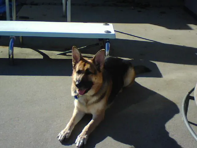 Skylands Primary Pet Care Picture 3