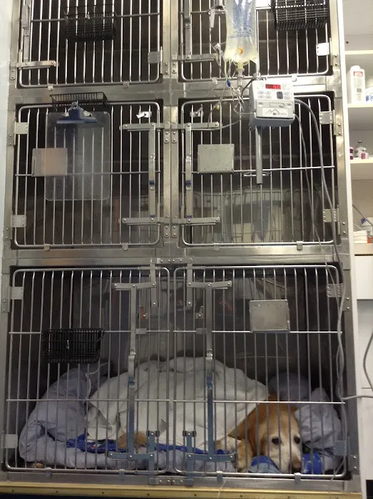 Skylands Primary Pet Care Picture 8