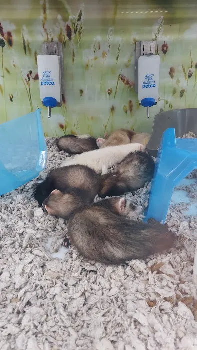 Petco Picture 2