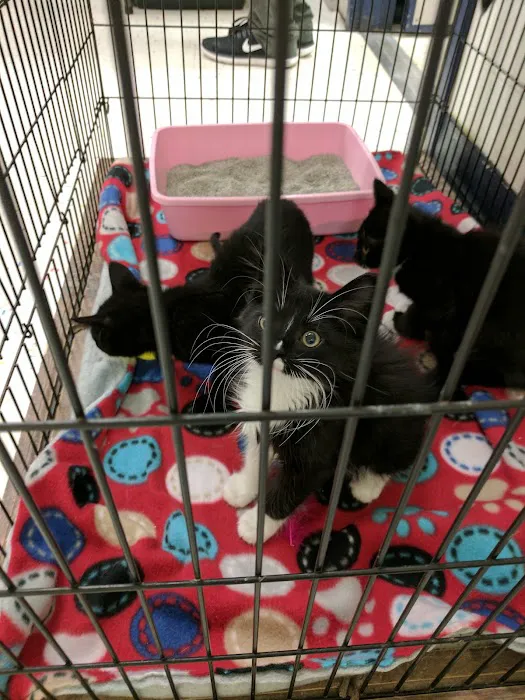 Petco Picture 4
