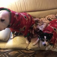 Chuck & Don's Pet Food & Supplies ico