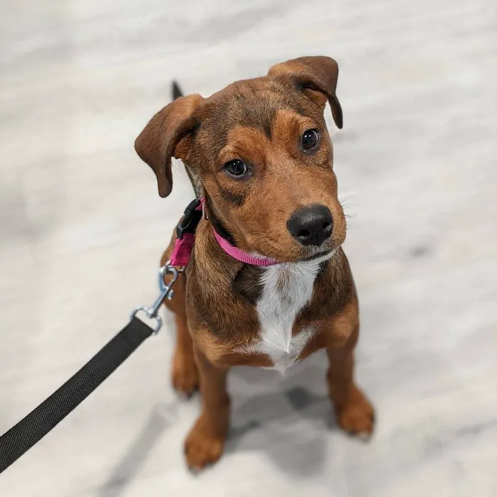 Loving Care Veterinary Hospital Picture 3