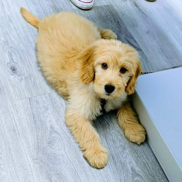 Loving Care Veterinary Hospital Picture 10