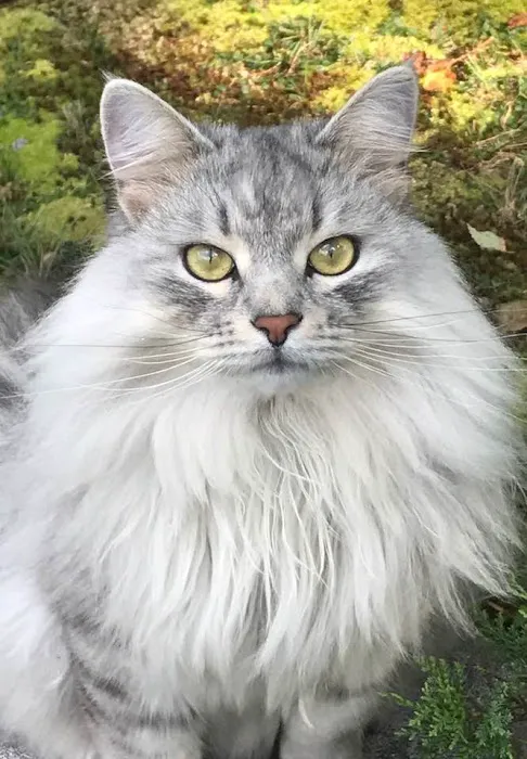 Loving Care Veterinary Hospital Picture 4