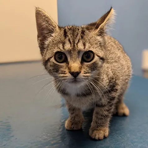 Loving Care Veterinary Hospital Picture 5