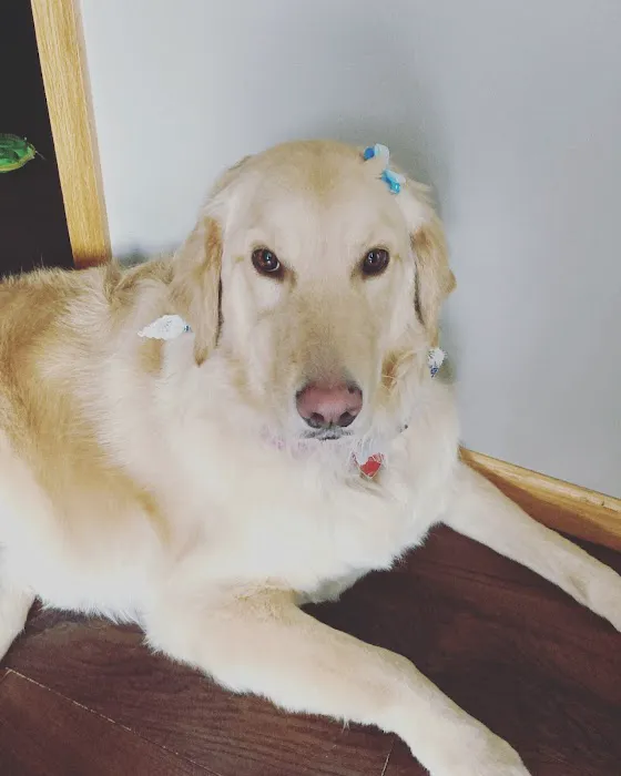 Muddy Paws Grooming Salon Picture 3