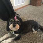 Muddy Paws Grooming Salon