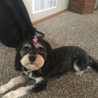 Muddy Paws Grooming Salon ico