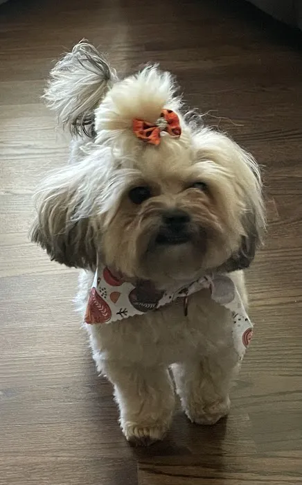 Muddy Paws Grooming Salon Picture 7