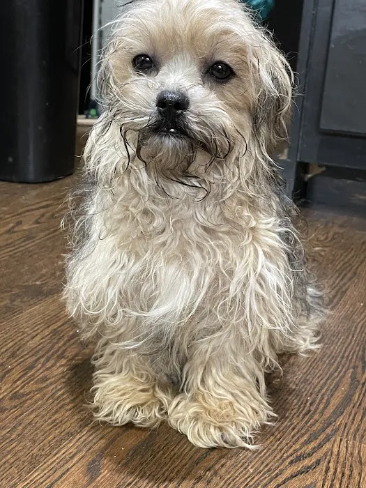 Muddy Paws Grooming Salon Picture 10