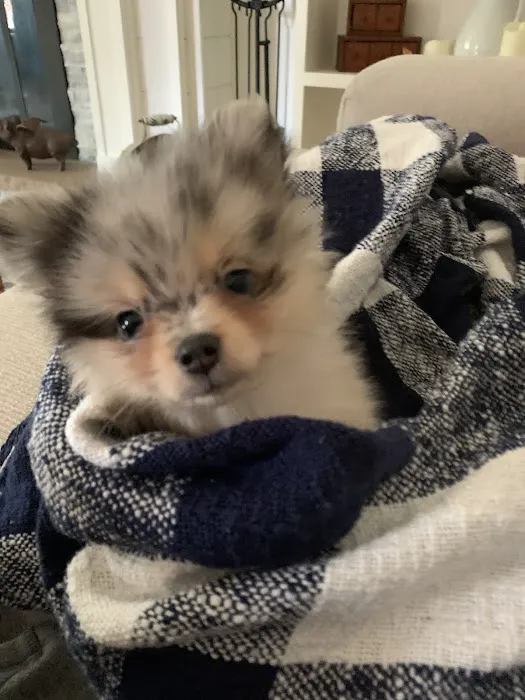 Muddy Paws Grooming Salon Picture 9