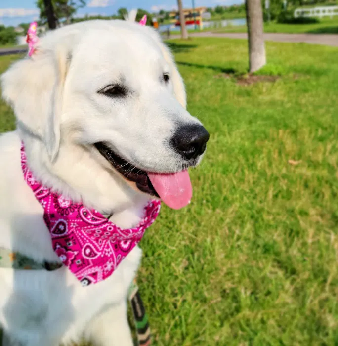 Muddy Paws Grooming Salon Picture 4