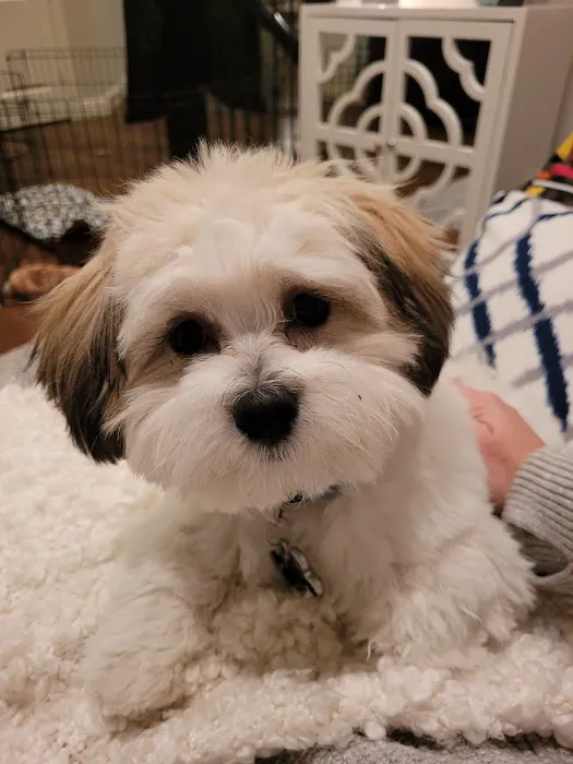 Muddy Paws Grooming Salon Picture 6