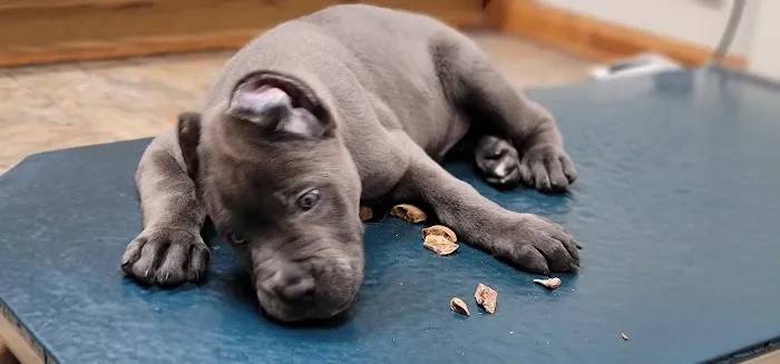 All Creatures Great and Small Animal Hospital Picture 5