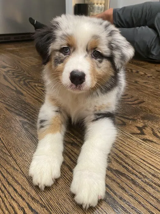 Willowbrook Animal Clinic Picture 4