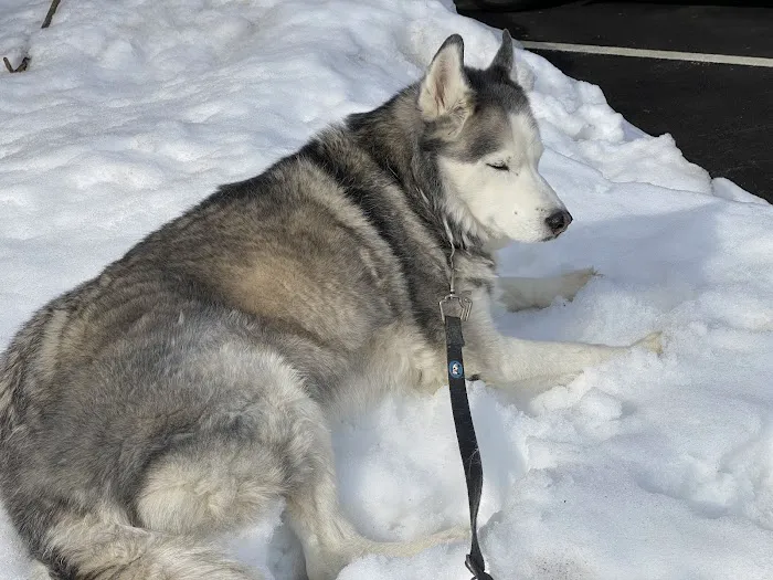 Willowbrook Animal Clinic Picture 5