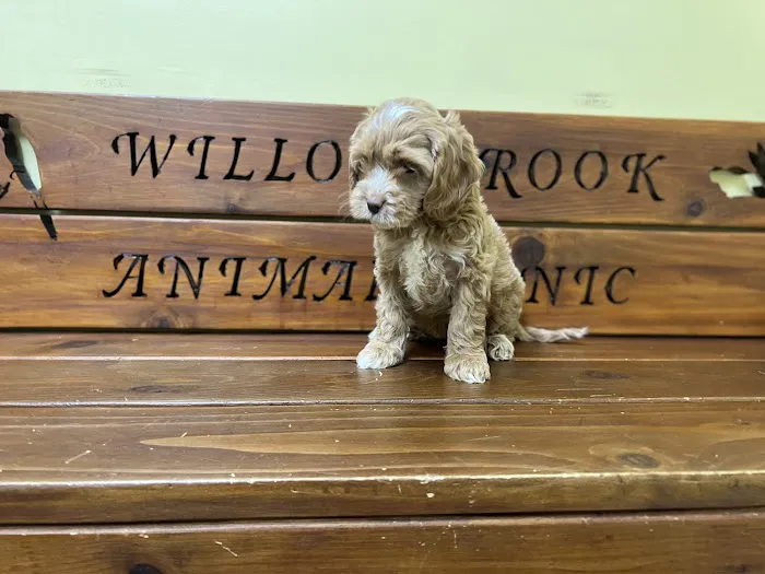 Willowbrook Animal Clinic Picture 8