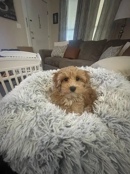 Willowbrook Animal Clinic Picture 7