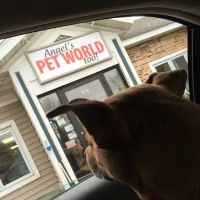 Angels Pet World Too ico