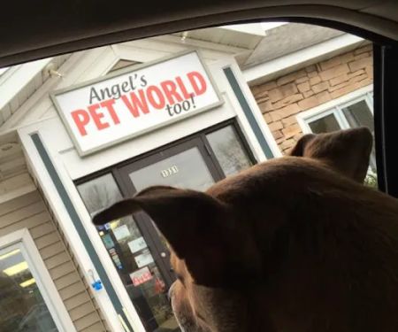 Angels Pet World Too