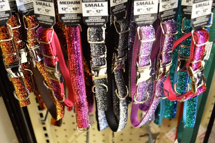 Angels Pet World Too Picture 4