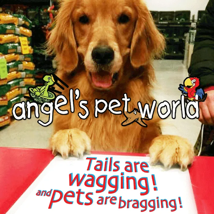 Angels Pet World Too Picture 10