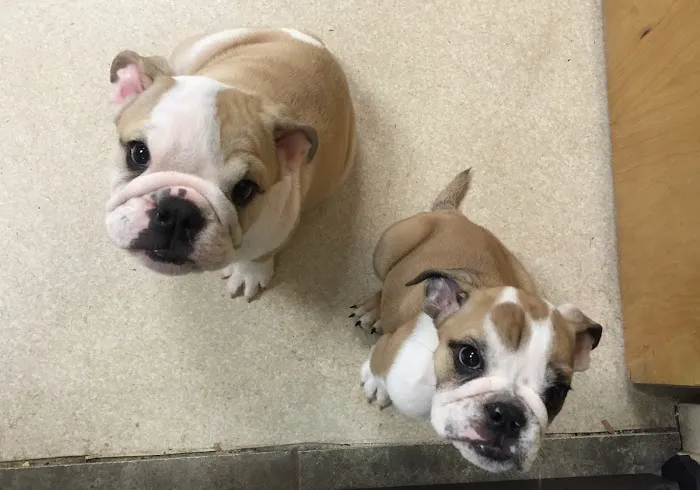 Montville Animal Hospital Picture 3