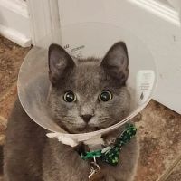 Montville Animal Hospital ico