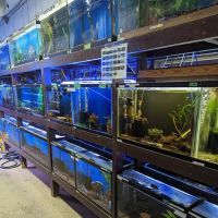 Forest Lake Pets ico