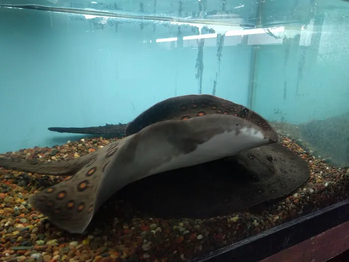 Forest Lake Pets Picture 3