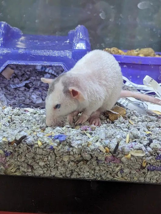 Forest Lake Pets Picture 7