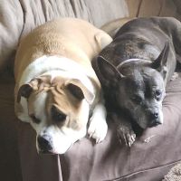 Companion Care Animal Clinic ico