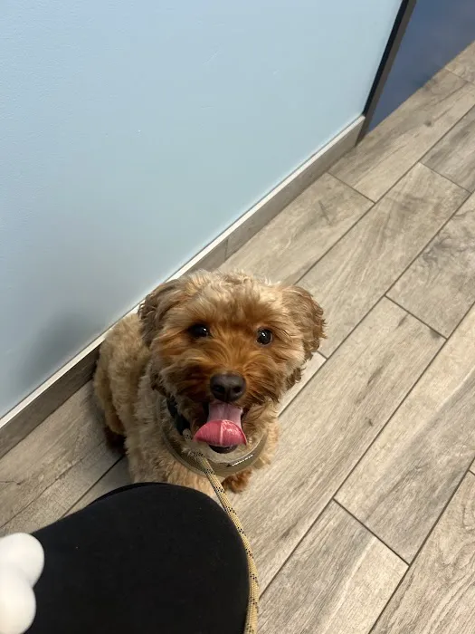 Companion Care Animal Clinic Picture 5