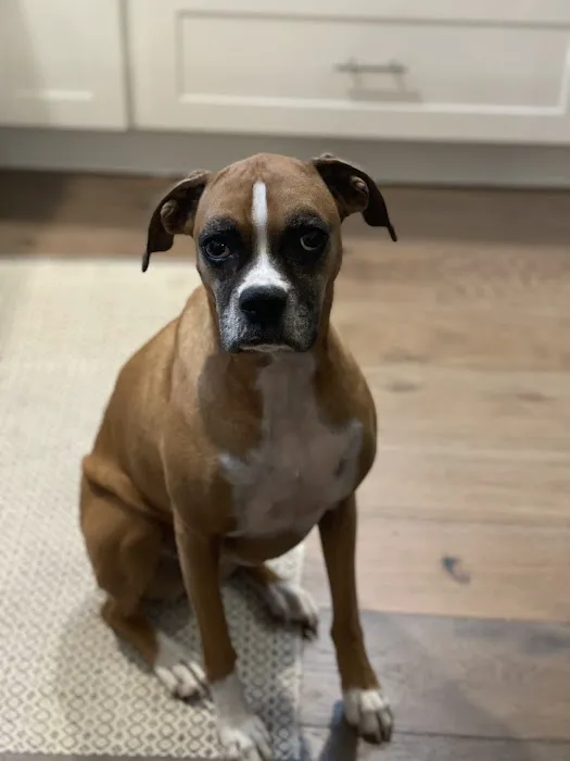 Companion Care Animal Clinic Picture 7