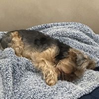 Banfield Pet Hospital ico