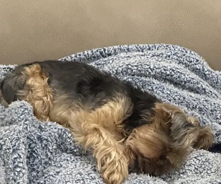 Banfield Pet Hospital