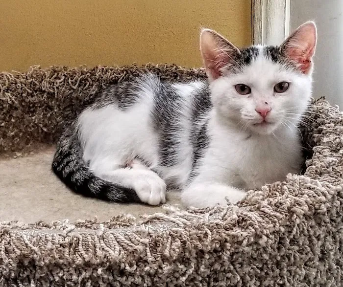 The Spay & Neuter Center of New Jersey Picture 5