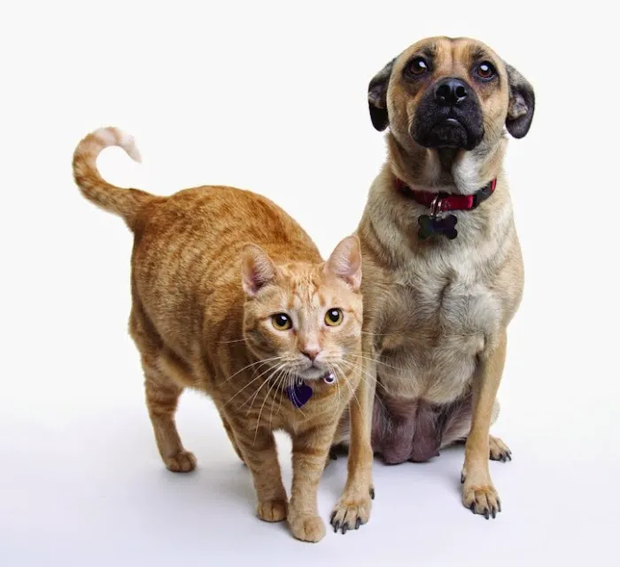 The Spay & Neuter Center of New Jersey Picture 8